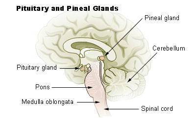 glandula pineal